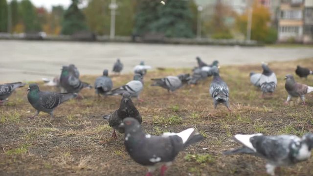 Pigeons feeding itself on a street pavement
