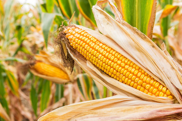ripe corn in the field of farmland wait for harvest