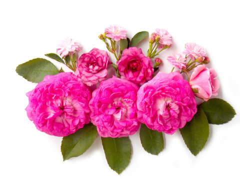 Beautiful pink English rose bouquet flower on white background