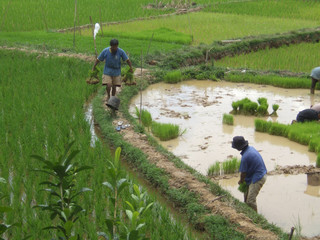 Farmers harvesting rice in Tana Toraja, Sulawesi