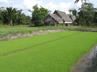 Fototapeta na wymiar Wooden House on Stilts with Rice Paddy in Sulawesi