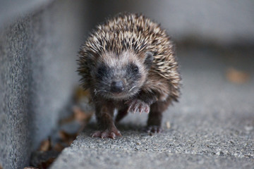 cute hedgehog