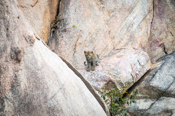 Leopard cub sitting on rocks.