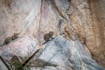 Two Leopard cubs on the rocks.