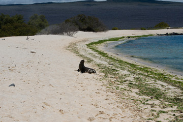 ガラパゴスアザラシ