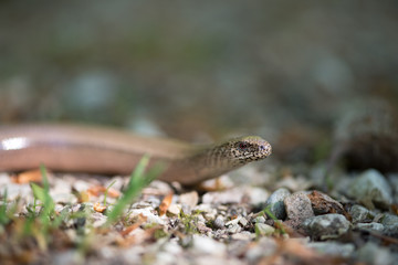 Blindschleiche, Slow worm, Anguis fragilis