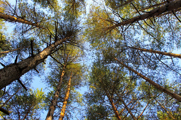 looking up in pine forest