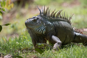 Iguana