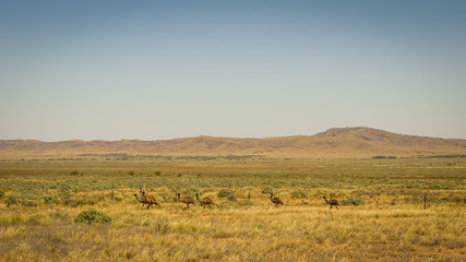 Obraz premium Wild Emu Family in the outback of South Australia