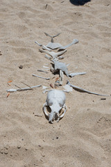 イスラ・ロボス、アザラシの骨