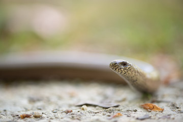 Blindschleiche, Slow worm, Anguis fragilis