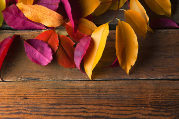 Beautiful colorful leaves. Wooden vintage background. Copyspace