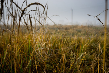 Obraz premium паутина