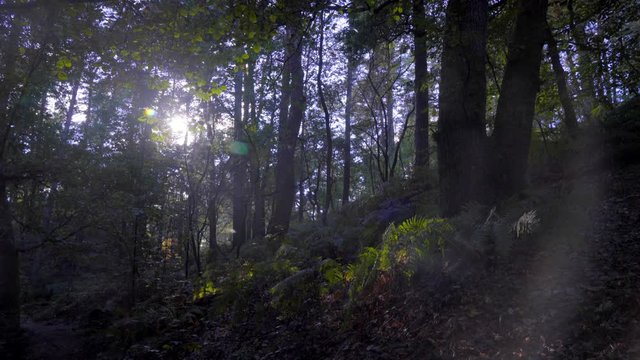 Wald Idylle mit wundersch&ouml;nen Gegenlicht im Teutoburger Wald