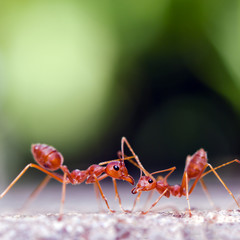 Portrait of the ants with bokeh background