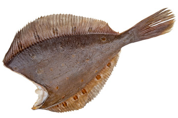 Flounder carcass without the head