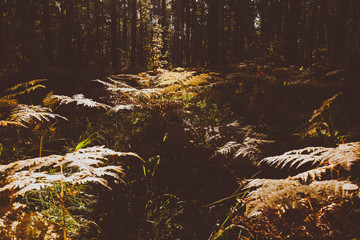 Dried Fern Leaves