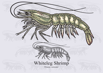 Whiteleg shrimp. Vector illustration for artwork in small sizes. Suitable for graphic and packaging design, educational examples, web, etc.