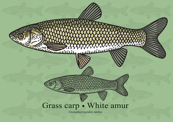 Obraz premium Grass carp, White amur. Vector illustration for artwork in small sizes. Suitable for graphic and packaging design, educational examples, web, etc.