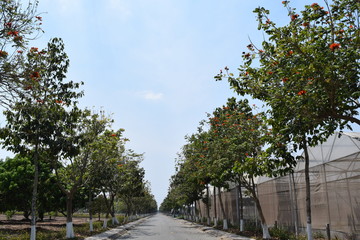 Fototapeta premium open road with tree rows on the pavement