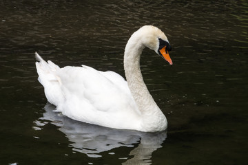 Mute swan swimming by in a dark pond.