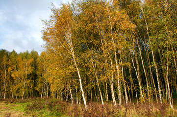 Mixed forest in early autumn
