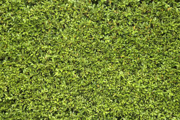 closeup green leaf wall nature for background.