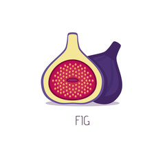 Fig fruit on white background. Flat style, vector illustration.