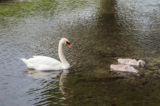 Mute swan preceded by two cygnets swimming in a dark pond