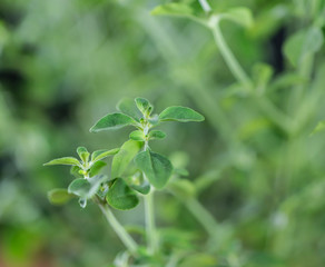 Mentho Plant (close-up shot)