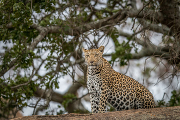 Leopard on the rocks.