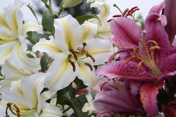 giant lillys, pink and white, Maine Aug 2016