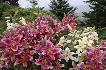 massive batch of lillys Maine, Aug 2016