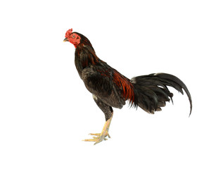 Chicken fight isolated on white background.
