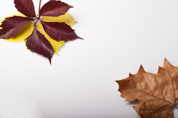  fallen leaves of autumn backgrounds