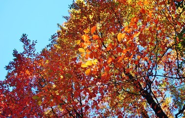 Colorful red and orange leaves during foliage season on the East Coast