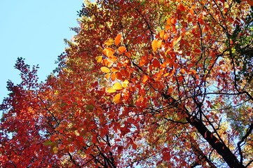Colorful red and orange leaves during foliage season on the East Coast