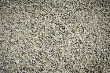 Dead coral fragment on the beach.