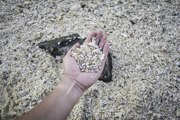 Hand holding dead coral fragment on the beach.
