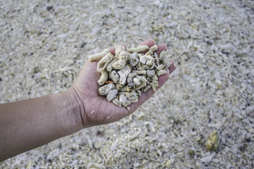 Hand holding dead coral fragment on the beach.