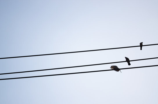 Birds flying and sitting on the cable