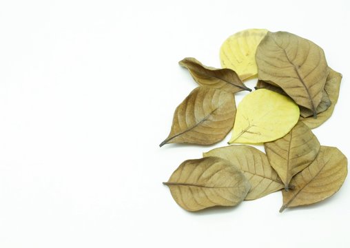 Dry leaf