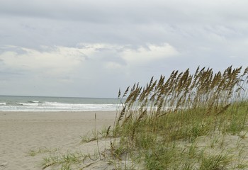 Fototapeta na wymiar Tall sea oats on the sand dunes at the beach.