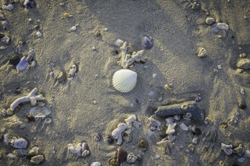 Shell on the beach.