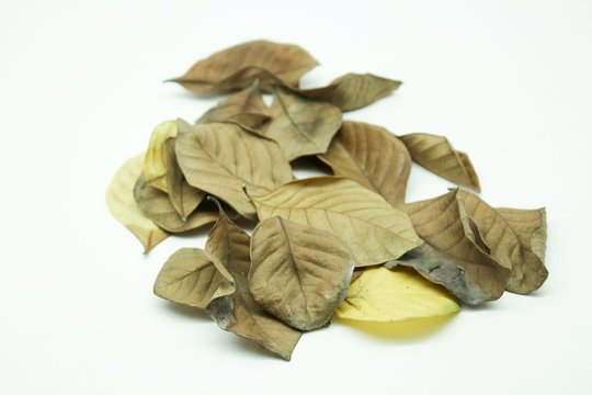 Dry leaf