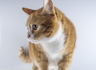 красивый домашний кот на светлом фоне 