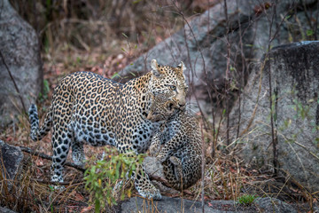 Fototapeta na wymiar Leopard carrying a cub.