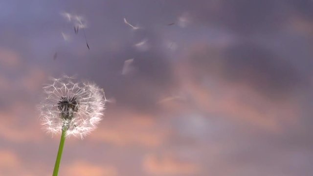 Blowing Dandelion Seeds. Flying dandelion seeds on a background tragic sunset.  Slow motion 240 fps.