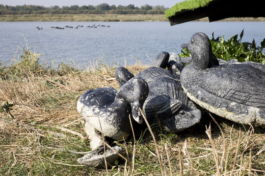 Canards appelants pour la chasse au gibier d'eau