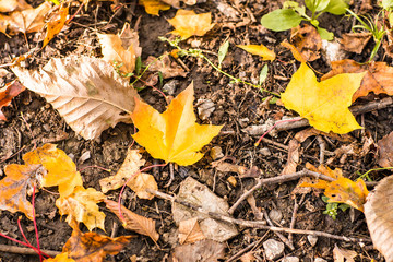 autumn background of fallen leaves